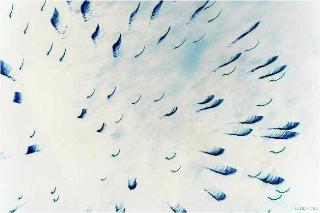 (удивительные, создания, летающие, рыбы, невероятные) Удивительные создания — летающие рыбы и их невероятные способности